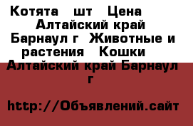 Котята 5 шт › Цена ­ 10 - Алтайский край, Барнаул г. Животные и растения » Кошки   . Алтайский край,Барнаул г.